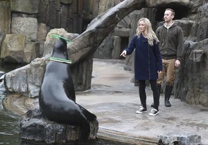 Zoo Praha nabízí především dětem zážitkové setkání se zvířaty. Mezi ně patří i lachtan Meloun, potomek Gastona, který zahynul při povodni.