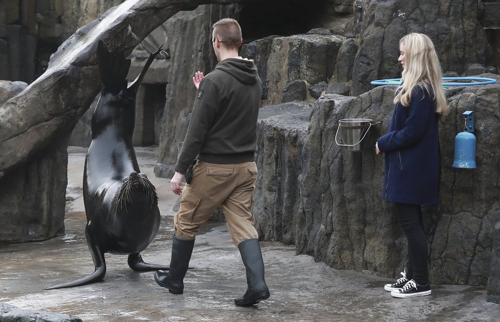 Zoo Praha nabízí především dětem zážitkové setkání se zvířaty. Mezi ně patří i lachtan Meloun, potomek Gastona, který zahynul při povodni.