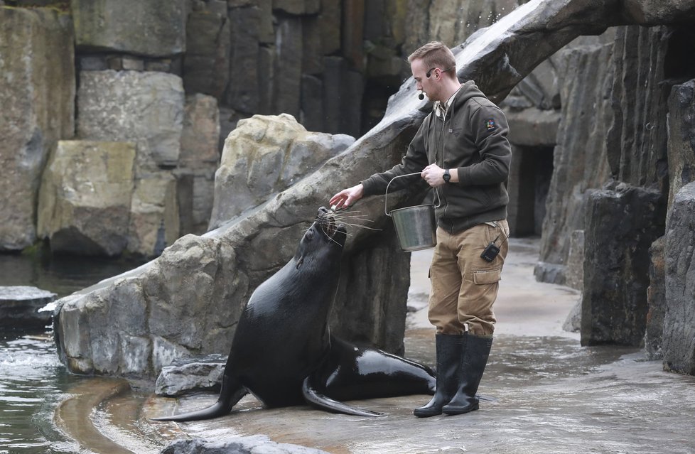 Zoo Praha nabízí především dětem zážitkové setkání se zvířaty. Mezi ně patří i lachtan Meloun, potomek Gastona, který zahynul při povodni.