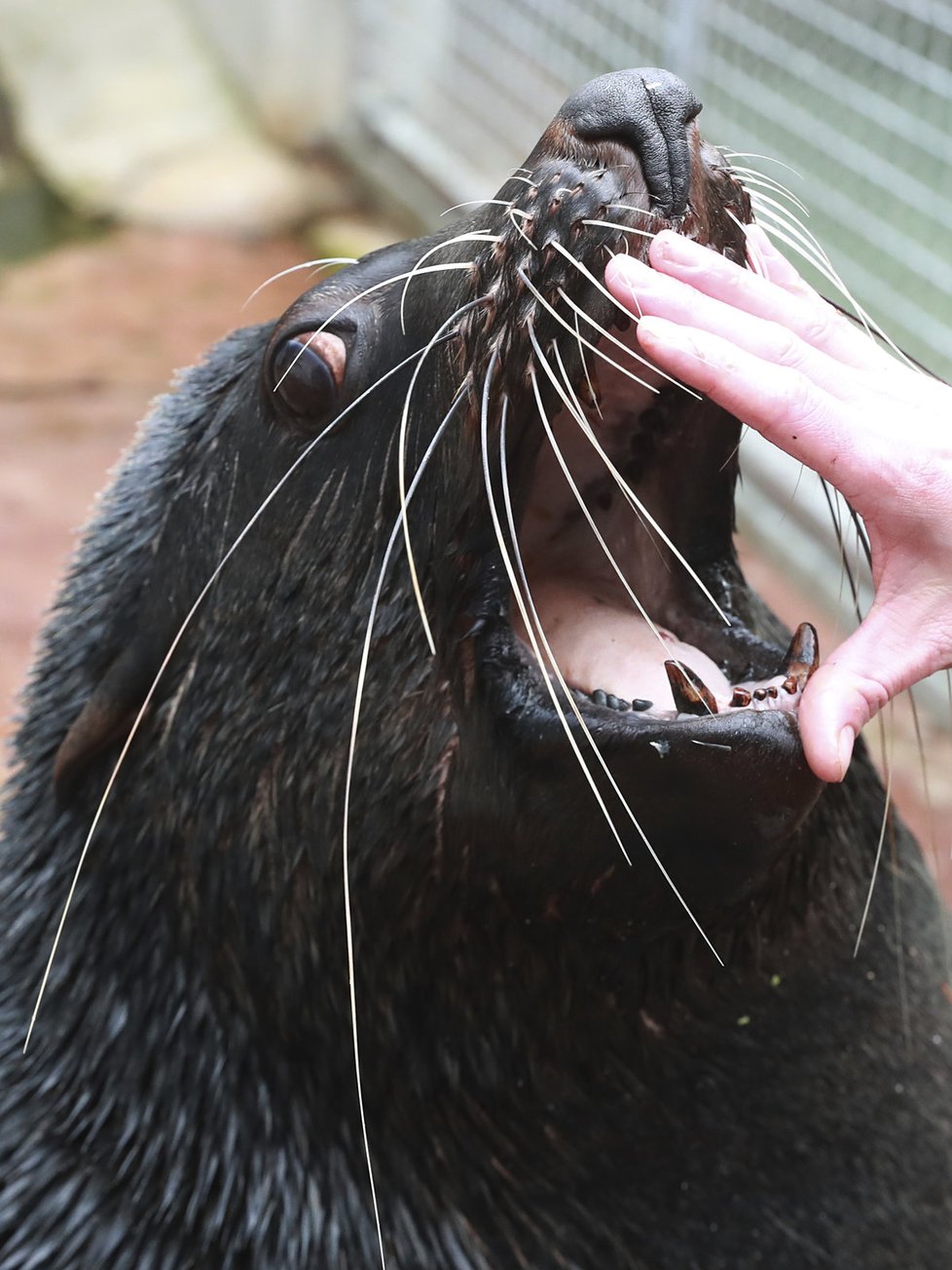 Zoo Praha nabízí především dětem zážitkové setkání se zvířaty. Mezi ně patří i lachtan Meloun, potomek Gastona, který zahynul při povodni.