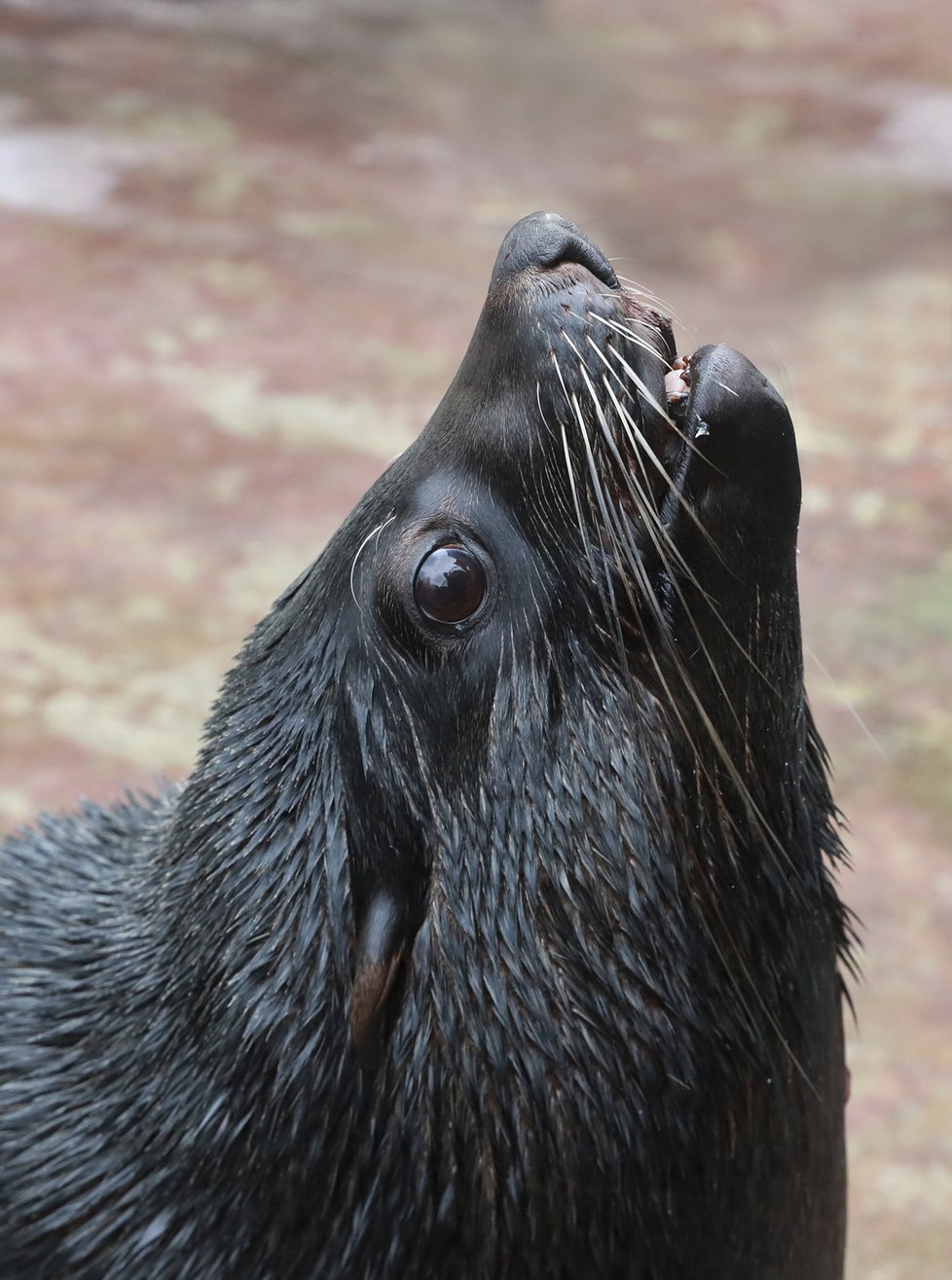 Zoo Praha nabízí především dětem zážitkové setkání se zvířaty. Mezi ně patří i lachtan Meloun, potomek Gastona, který zahynul při povodni.