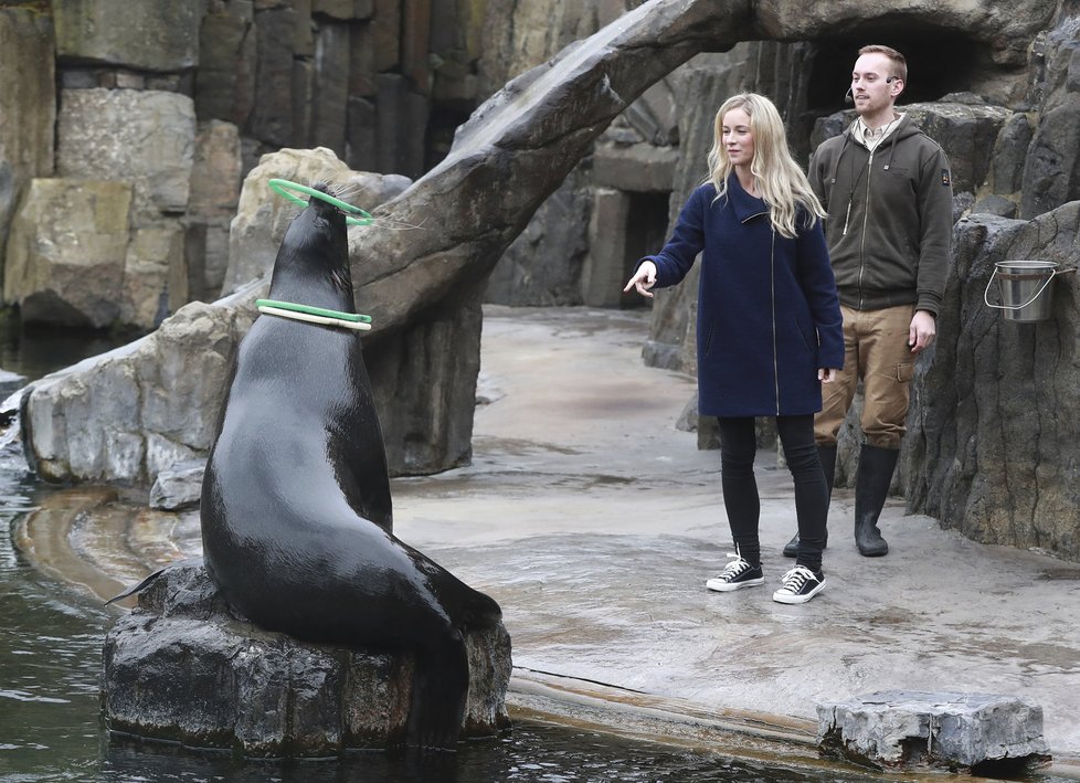 Zoo Praha nabízí především dětem zážitkové setkání se zvířaty. Mezi ně patří i lachtan Meloun, potomek Gastona, který zahynul při povodni.