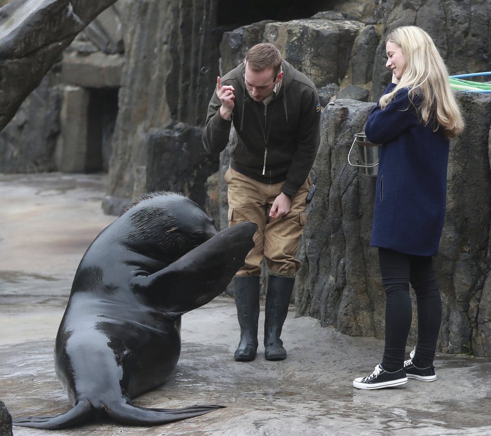 Zoo Praha nabízí především dětem zážitkové setkání se zvířaty. Mezi ně patří i lachtan Meloun, potomek Gastona, který zahynul při povodni.