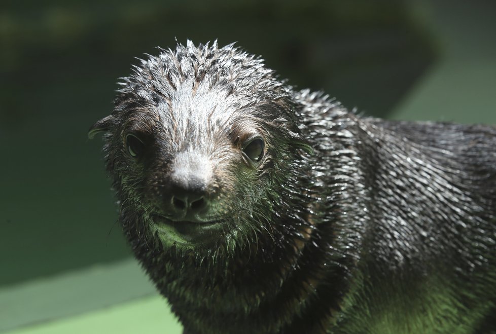 Lachtánek Eda z pražské Zoo je už velký chlapec. Spořádá 350g ryb.