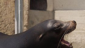 Lachtan Moritz se v ústecké zoo stal bezkonkurenčně nejoblíbenějším zvířetem