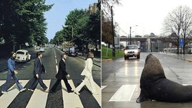 Lachtan přecházel přechod jako skupina The Beatles na obalu legendárního alba Abbey Road.