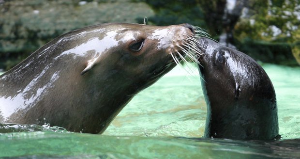 Lachtaní samice Holly (vlevo) na archivním snímku z července 2011 se svým mládětem Fibi v bazénu dortmundské zoo