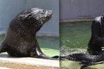 Lachtánka v pražské zoo učí plavat člověk!