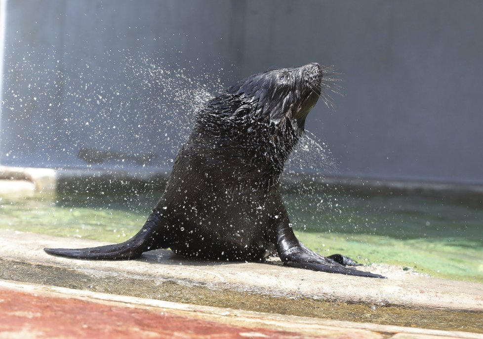 Lachtánka v pražské zoo učí plavat člověk!