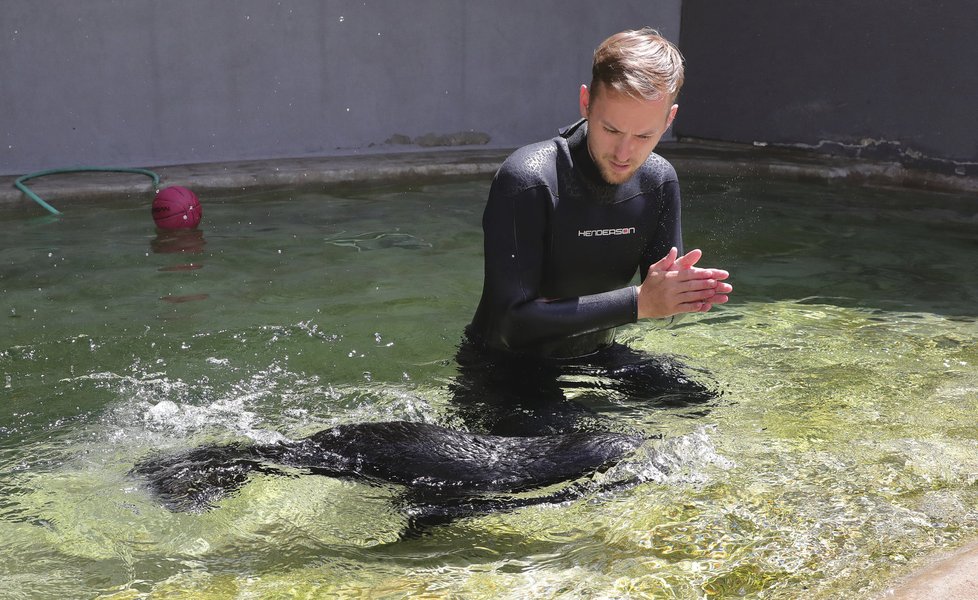 Lachtánka v pražské zoo učí plavat člověk!