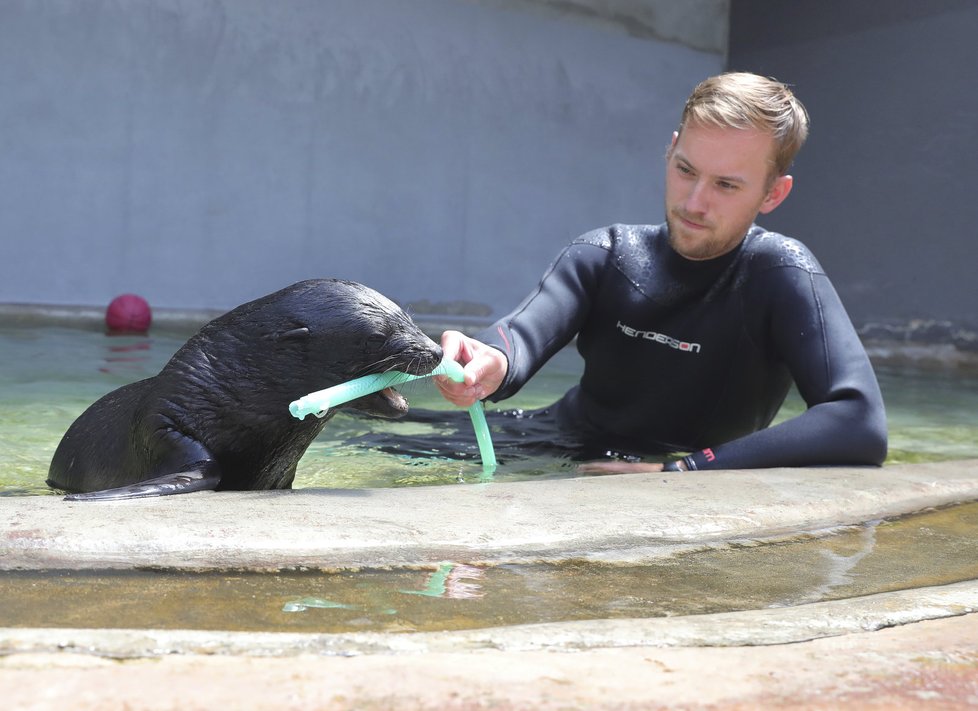 Lachtánka v pražské zoo učí plavat člověk!