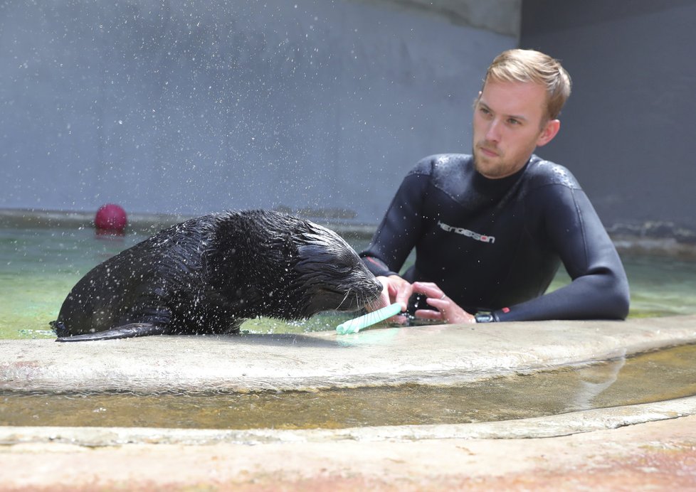 Lachtánka v pražské zoo učí plavat člověk!