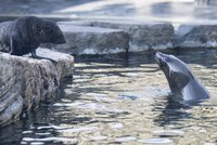Dvouměsíční lachtaní mládě už válí sudy v expozičním bazénu pražské zoo! Veřejnosti se představí ve středu