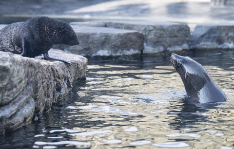 Dvouměsíční lachtaní mládě už válí sudy v expozičním bazénu pražské zoo! Veřejnosti se představí ve středu