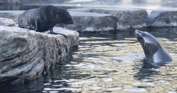 Dvouměsíční lachtaní mládě už válí sudy v expozičním bazénu pražské zoo! Veřejnosti se představí ve středu