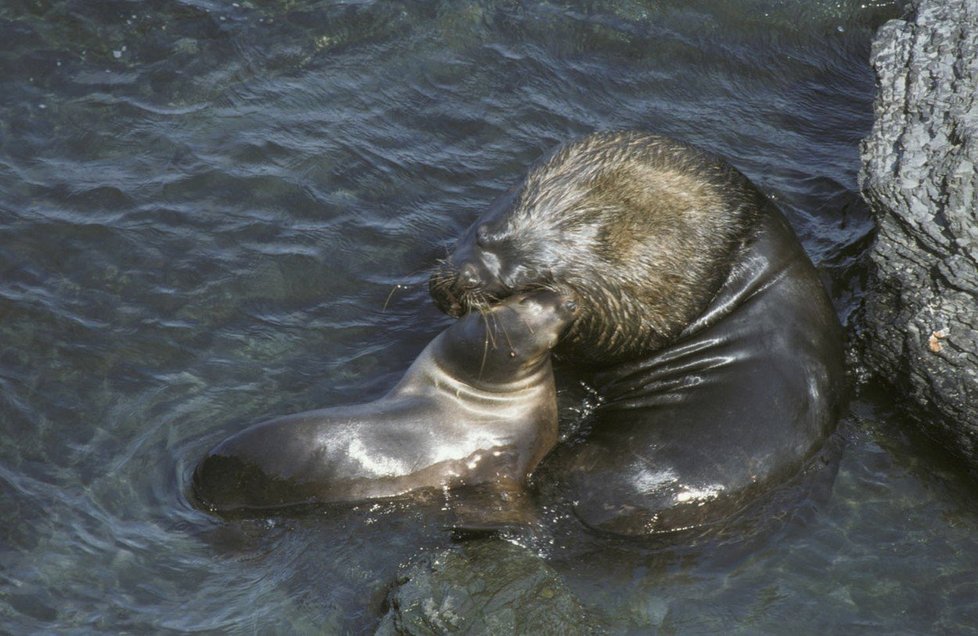 Lachtanům v liberecké zoo se do mrazu moc nechce a led jim příliš nesvědčí, zůstávají radši ve vodě, která má pro ně příjemných sedm stupňů