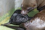 Pražská zoo má další novorozeně. Lachtaní mládě se narodilo v pátek 26. května brzy ráno.