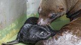 Radostná zpráva z pražské zoo: Lachtaní samičce se narodilo mládě