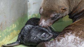 Pražská zoo má další novorozeně. Lachtaní mládě se narodilo v pátek 26. května brzy ráno.