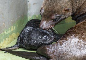 Pražská zoo má další novorozeně. Lachtaní mládě se narodilo v pátek 26. května brzy ráno.