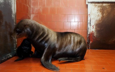 Novopečená matka Bíba se přestěhovala i s mládětem do zázemí ledních medvědů.