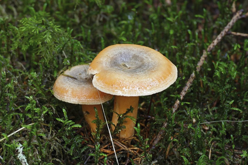 Lactarius deterrimus, ryzec smrkový