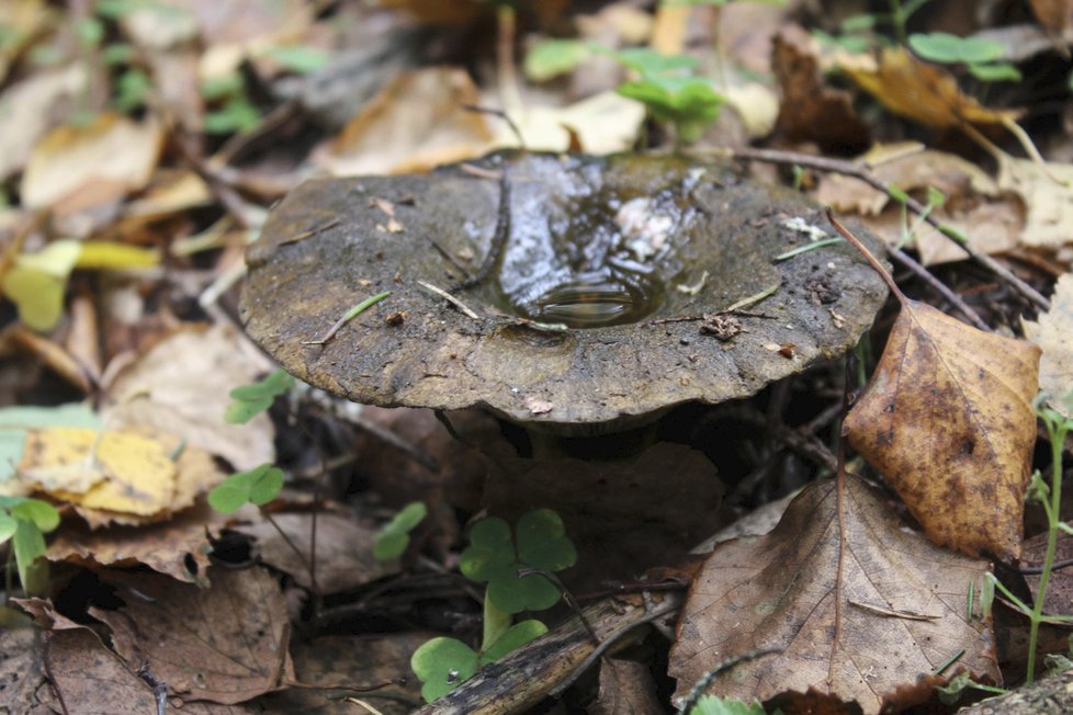 Ryzec šeredný - houba s nehezkým názvem, která je navíc jedovatá.