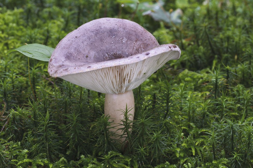 Nejedlý ryzec severský je poměrně vzácná houba.