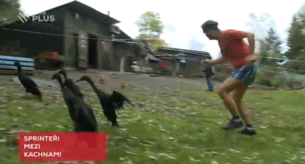 Reportér sprintuje s kachnami.