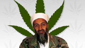 Bin Ládin prý pěstoval na své zahradě i marihuanu, zřejmě kvůli nemoci ledvin