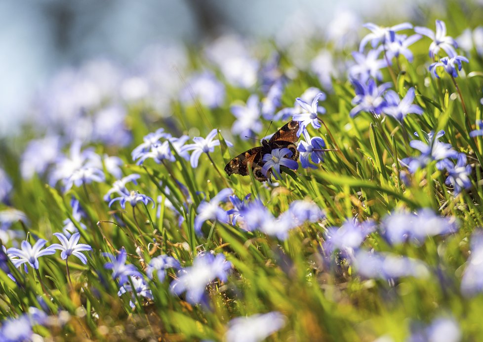 Botanická zahrada Přírodovědecké fakulty UK v Praze zmodrala.