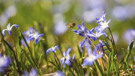 Botanická zahrada Přírodovědecké fakulty UK v Praze zmodrala.