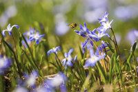 Louka posetá ladoňkami: Kvetou jenom 10 dní! Krásu hledejte v botanické zahradě