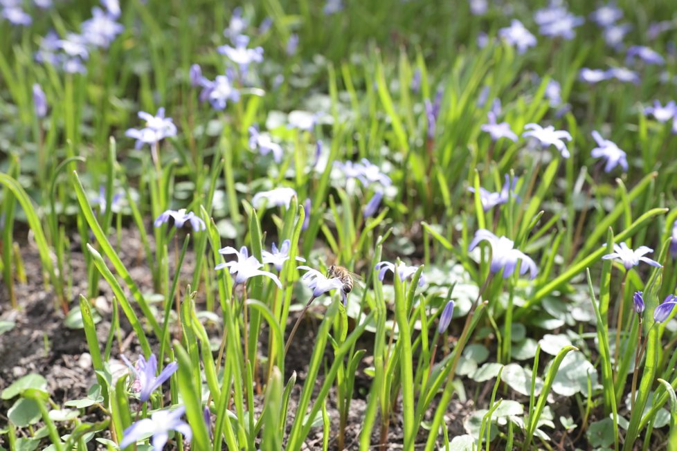 Botanická zahrada Přírodovědecké fakulty UK v Praze zmodrala.