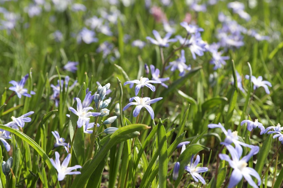 Botanická zahrada Přírodovědecké fakulty UK v Praze zmodrala.