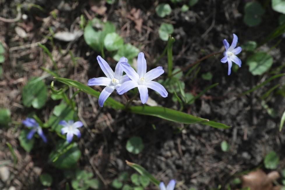 Botanická zahrada Přírodovědecké fakulty UK v Praze zmodrala.