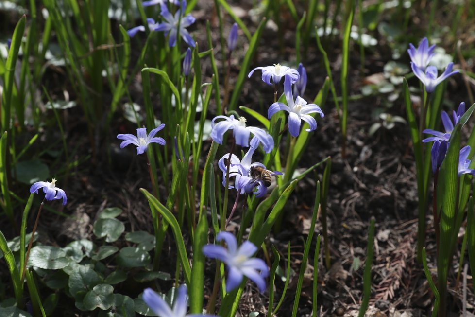 Botanická zahrada Přírodovědecké fakulty UK v Praze zmodrala.