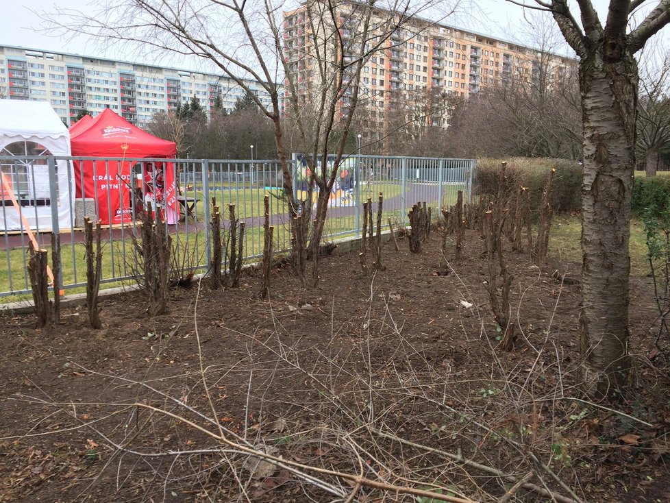 Radnice Prahy 8 nechala pokácet jalovce u koupaliště na Ládví. Úřad slibuje revitalizaci prostoru.