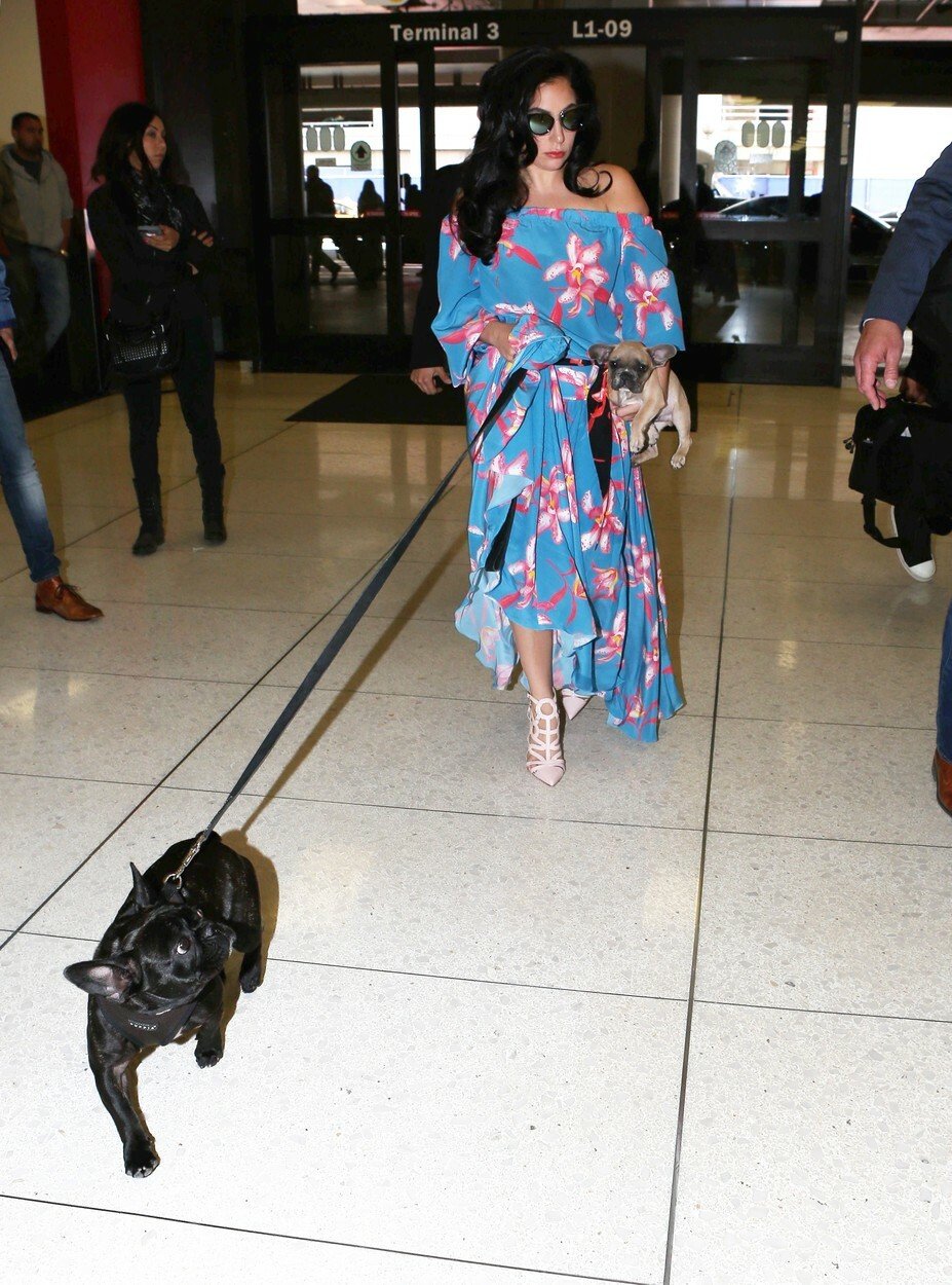 Lady Gaga naštěstí získala své psy zpátky.