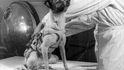 3. listopadu 1957 byl do vesmíru vyslán asi nejznámější pes vesmírného výzkumu – fenka Lajka.