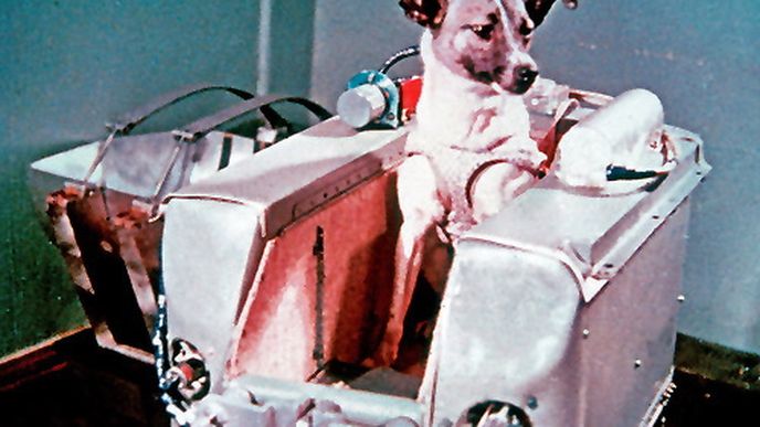 3. listopadu 1957 byl do vesmíru vyslán asi nejznámější pes vesmírného výzkumu – fenka Lajka.