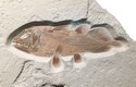 Kompletní fosilie lalokoploutvé ryby