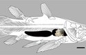 Poměr velikosti zkamenělých plic k celému tělu obří lalokoploutvé ryby