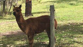 Lama jménem Harry, která málem zabila dvě ženy v Austrálii