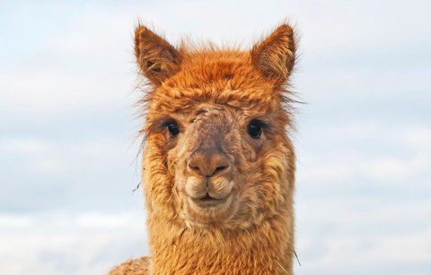 Lama nakráčela do optiky. Mezi brýlemi se procházela půl hodiny