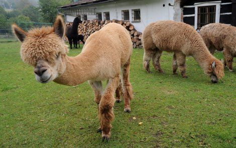 Lama přišla o kožich