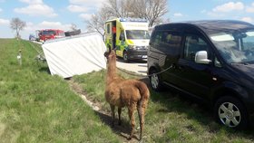 Při nehodě dvou aut se převrátil vozík s lamou