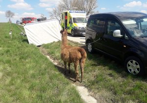 Při nehodě dvou aut se převrátil vozík s lamou