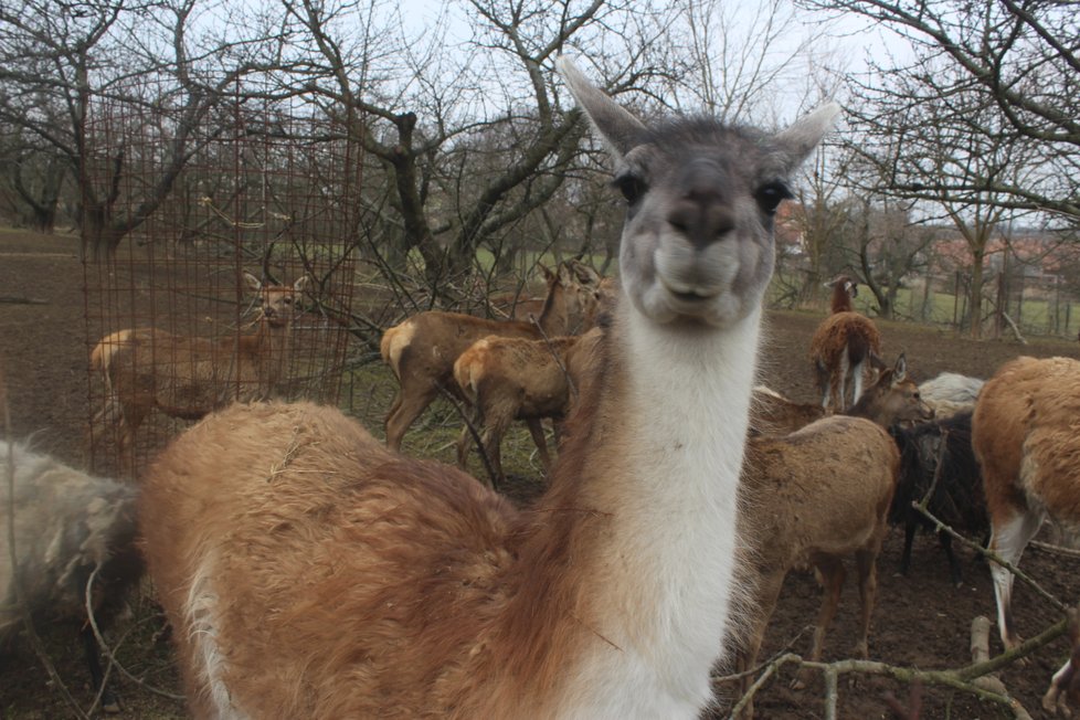 Lama je prý i v mírném klimatickém pásu velmi dobře chovatelná.