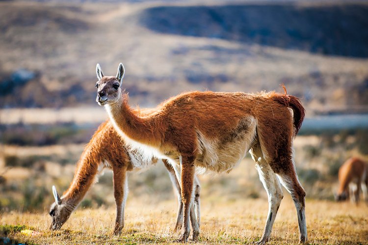 Vyhynulá obří lama Hemiauchenia se podobala dnešním druhům (na obr. lama guanako), vážila však až jednu tunu